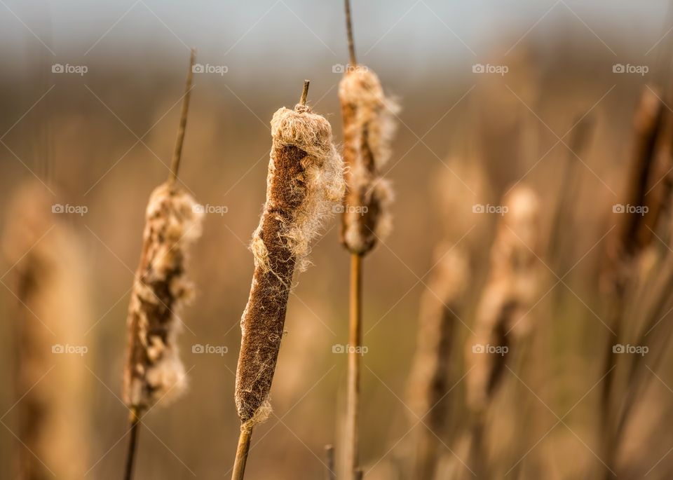 Cattails in the wind