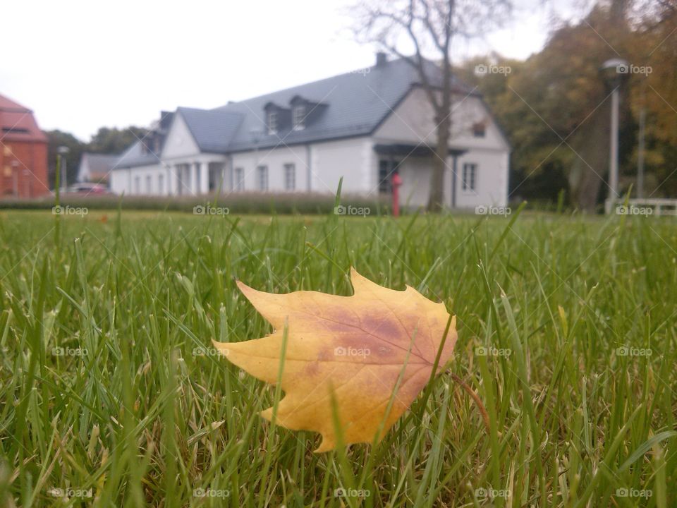 Gold autumn in Poland