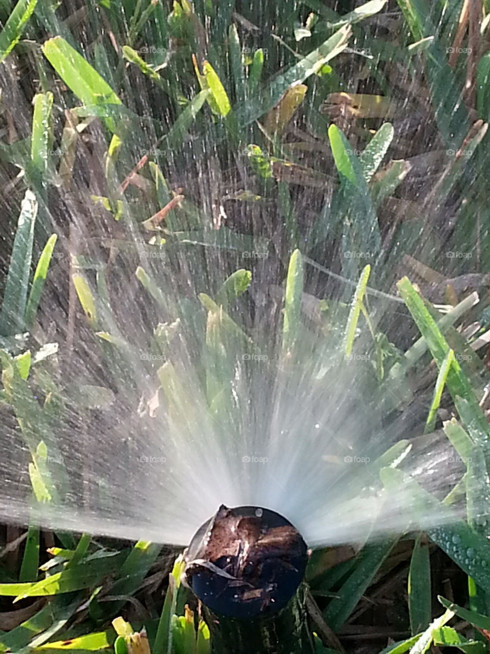 sprinkle , water, grass