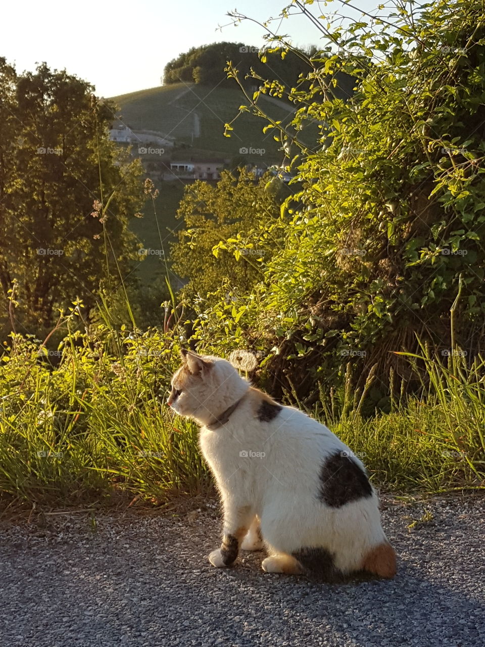 Cat outdoor in the nature