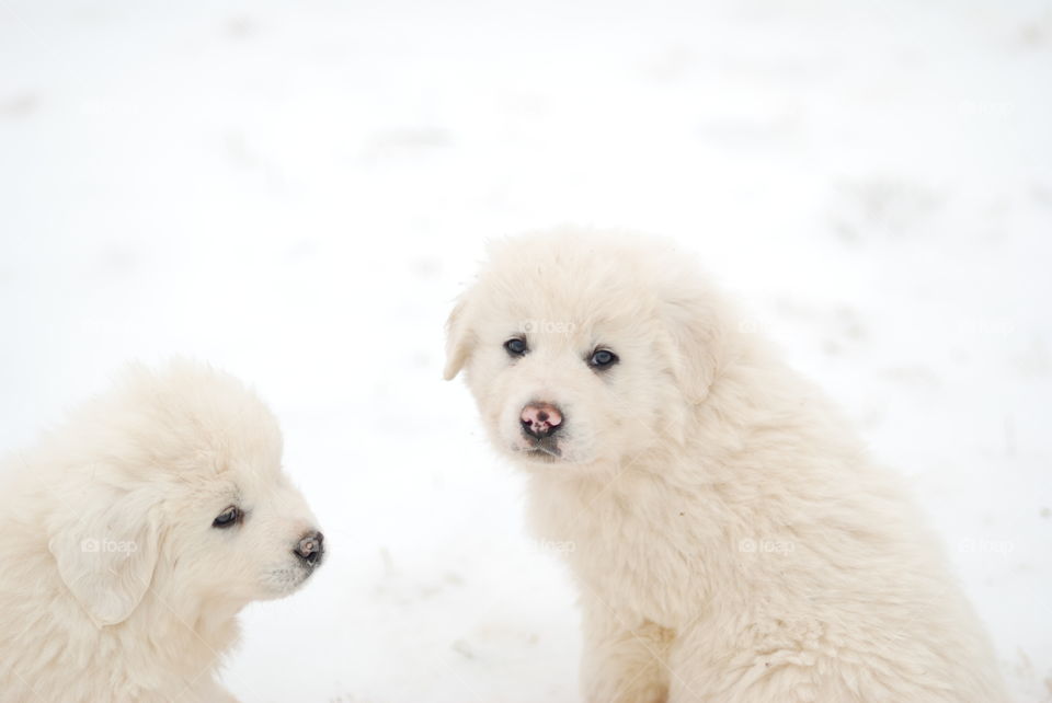 Great Pyrenees Puppies in winter