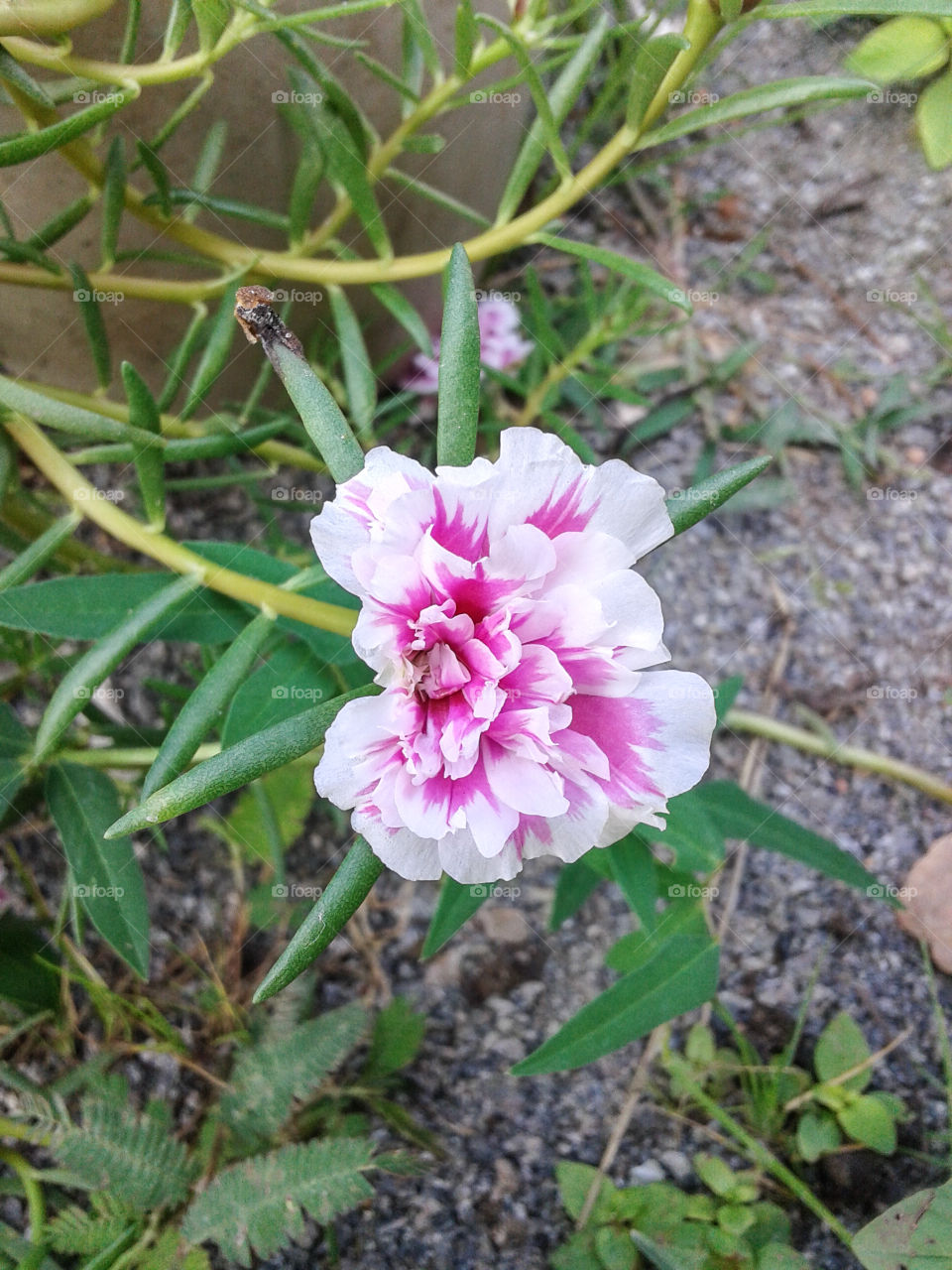 flor cor de rosa