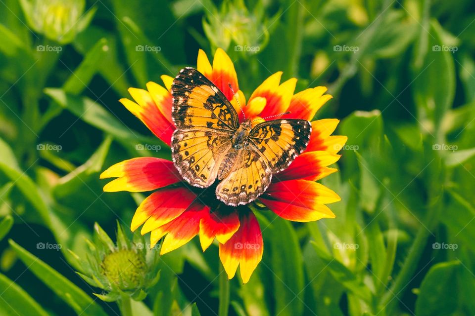 Cooper on a Blanket Flowet