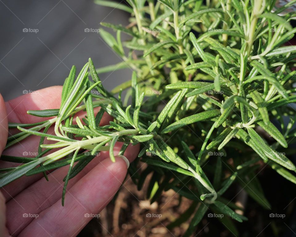 Rosemary plant