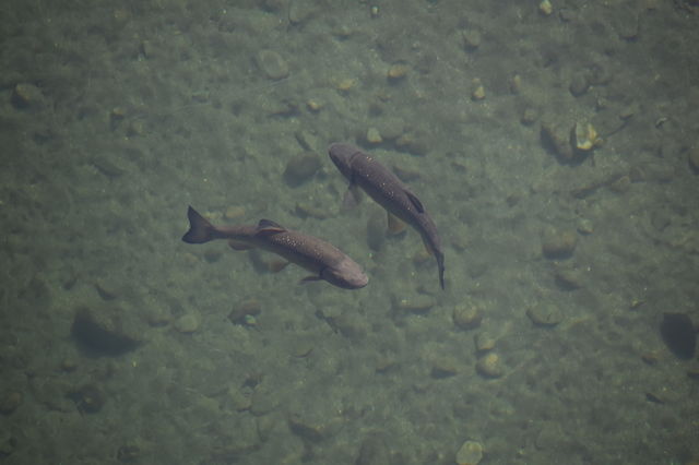Fishes in clear water looks like they dance 