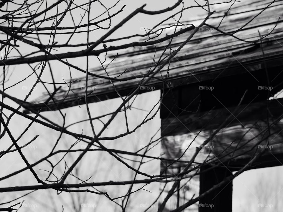 Close-up of bare tree in winter