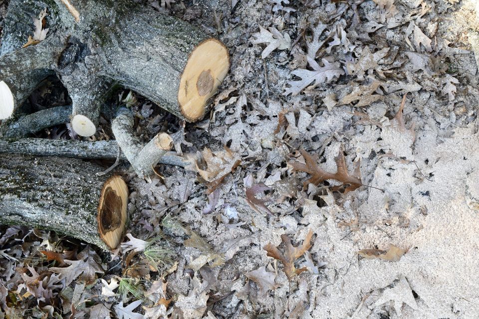 stumps of wood