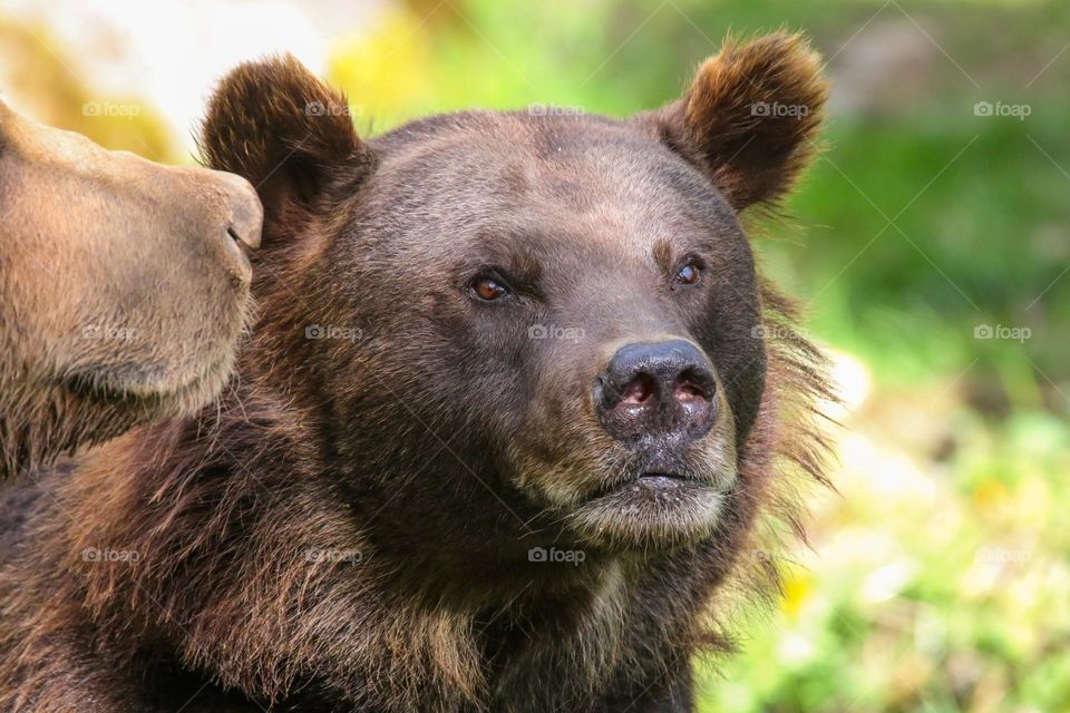 The bear whisperer