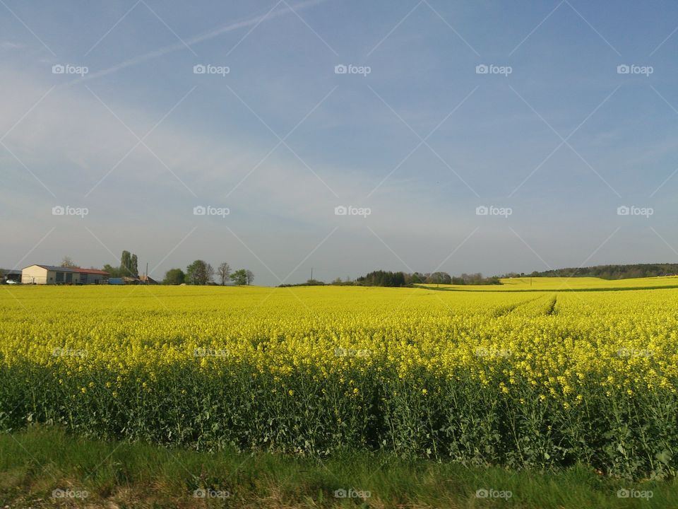 Yellow field in France . French landscape 