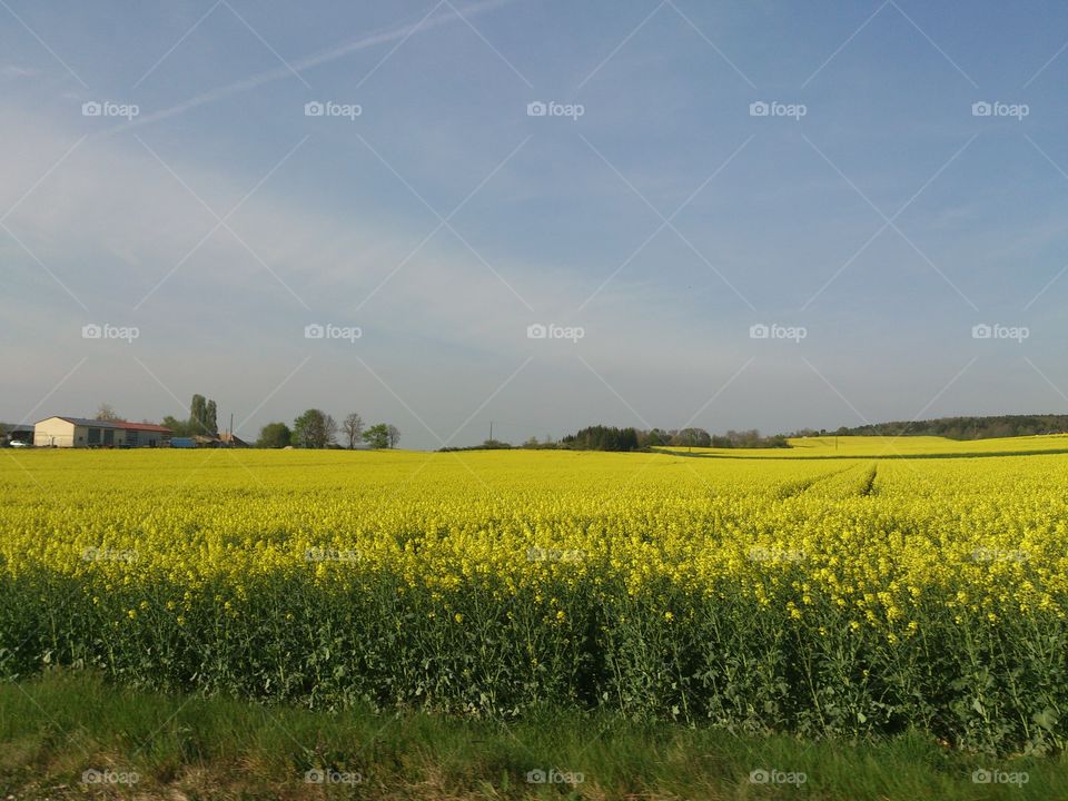 Yellow field in France . French landscape 