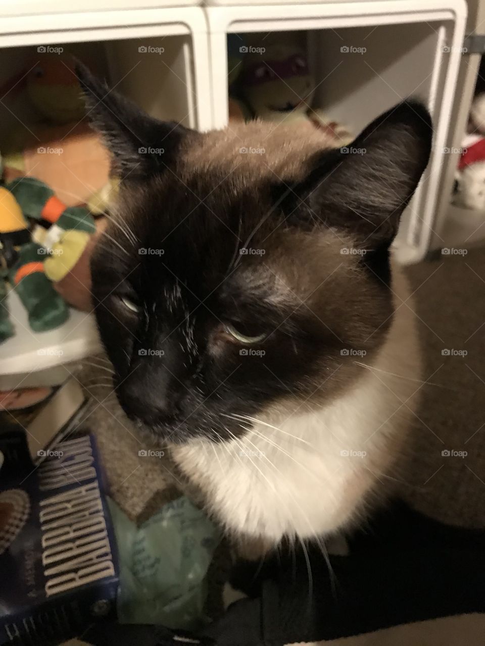 Sammy, the curious and playful cat, wondering where his bed is in his master’s home. He is eager to turn in for the night.