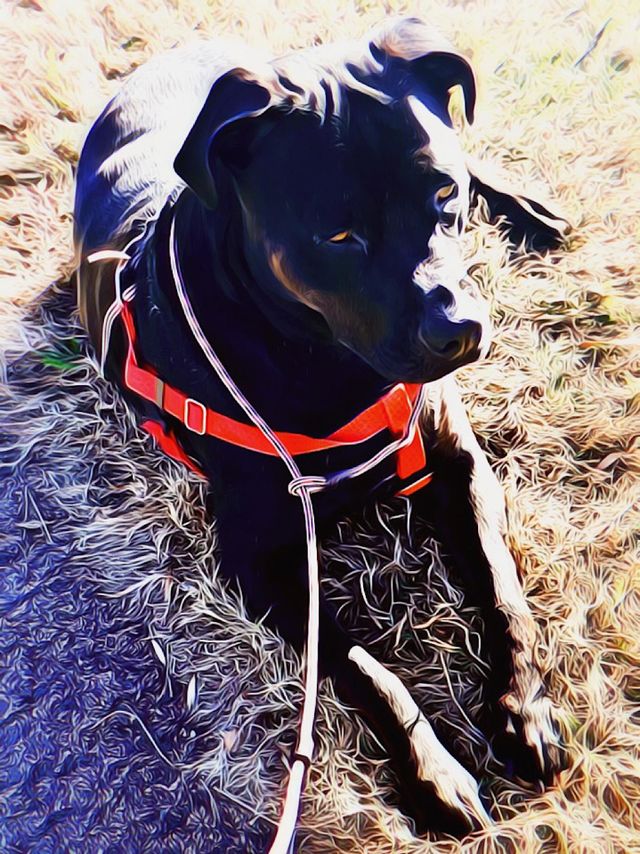 Pitbull 