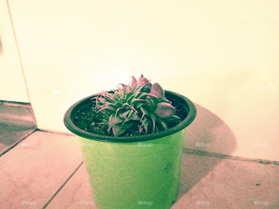 my little plant