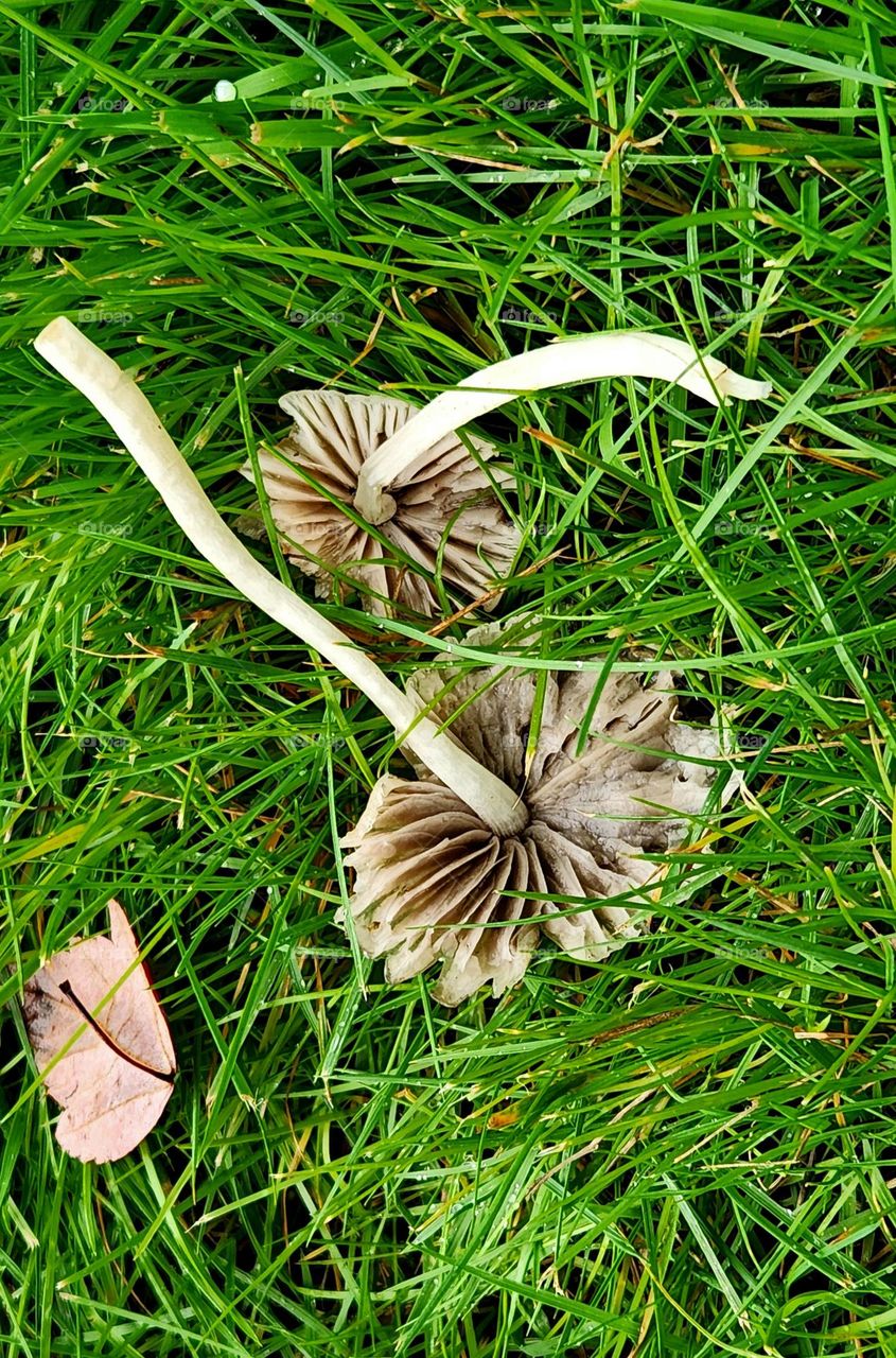 two gray brown white mushrooms lying upside down in the green grass by a fallen leaf on an Autumn day in Oregon