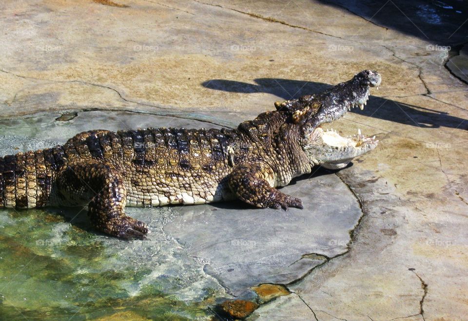 The  crocodile on the floor