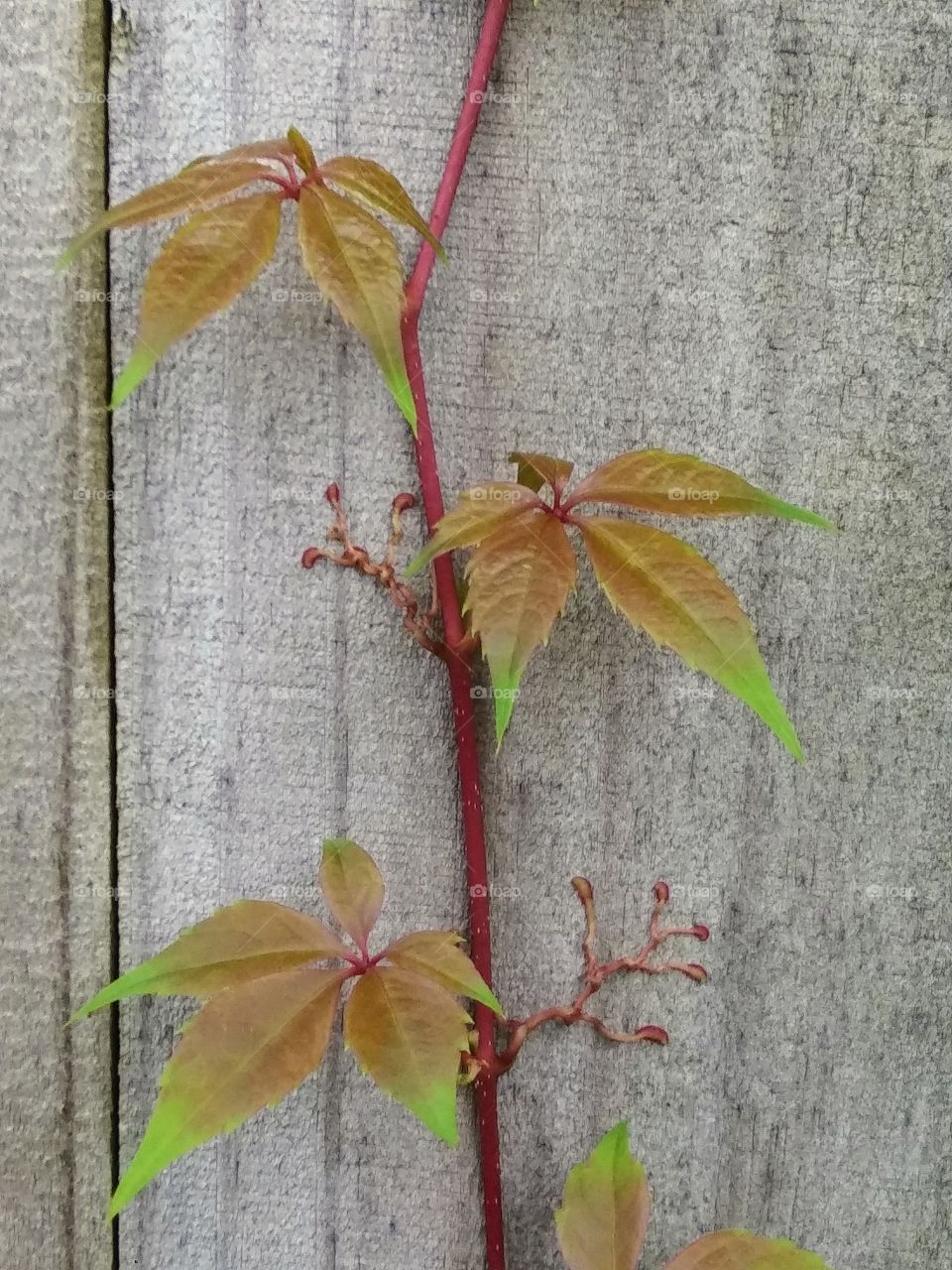 v8ne growing on a fence