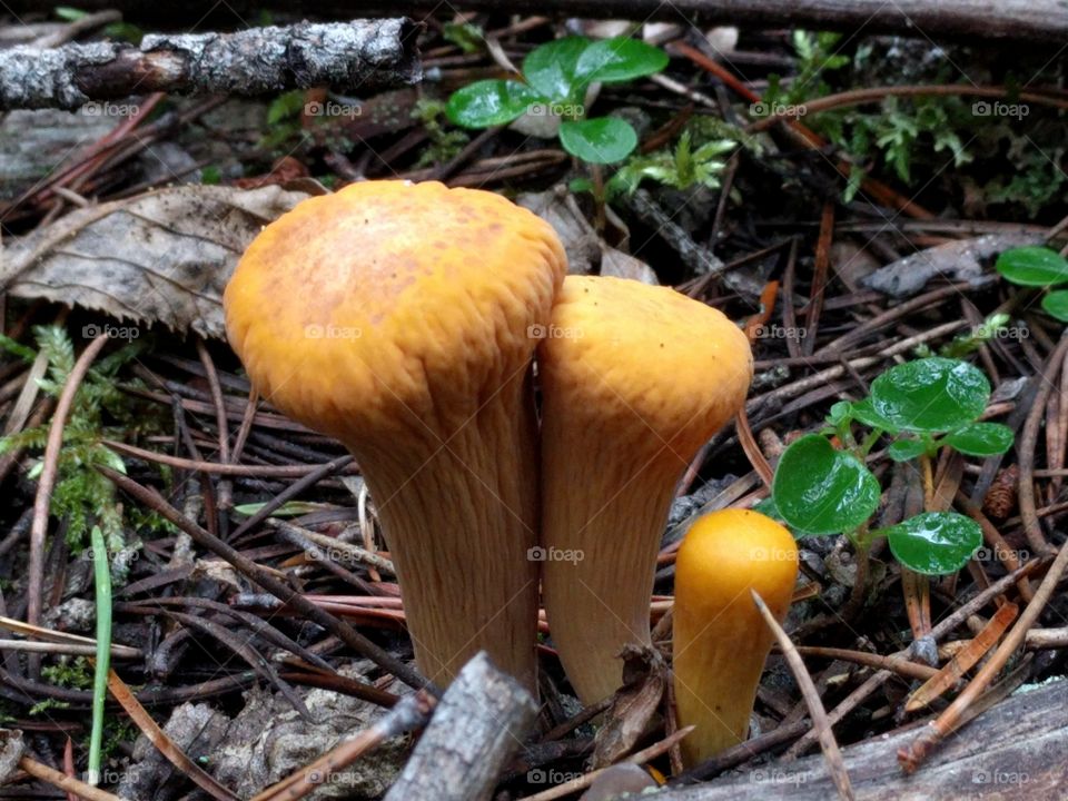 cool mushrooms