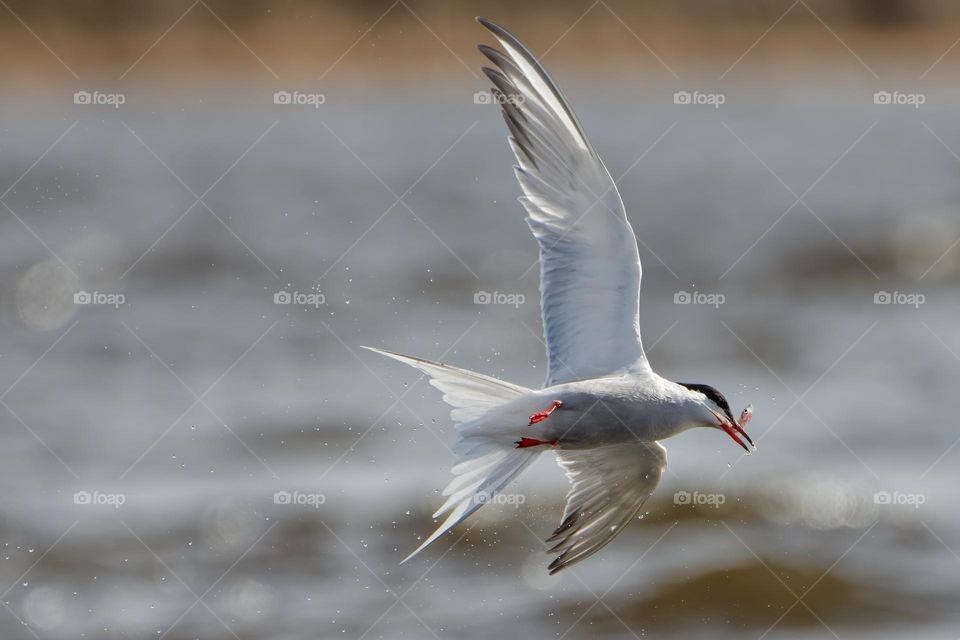 Common flying with a tiny smelt fish in its peak that was freshly caught at the end of April in Western Finland.