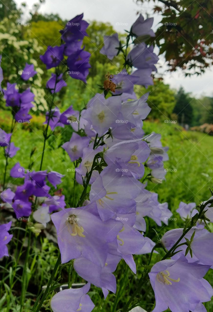 Flowers and tree landscape