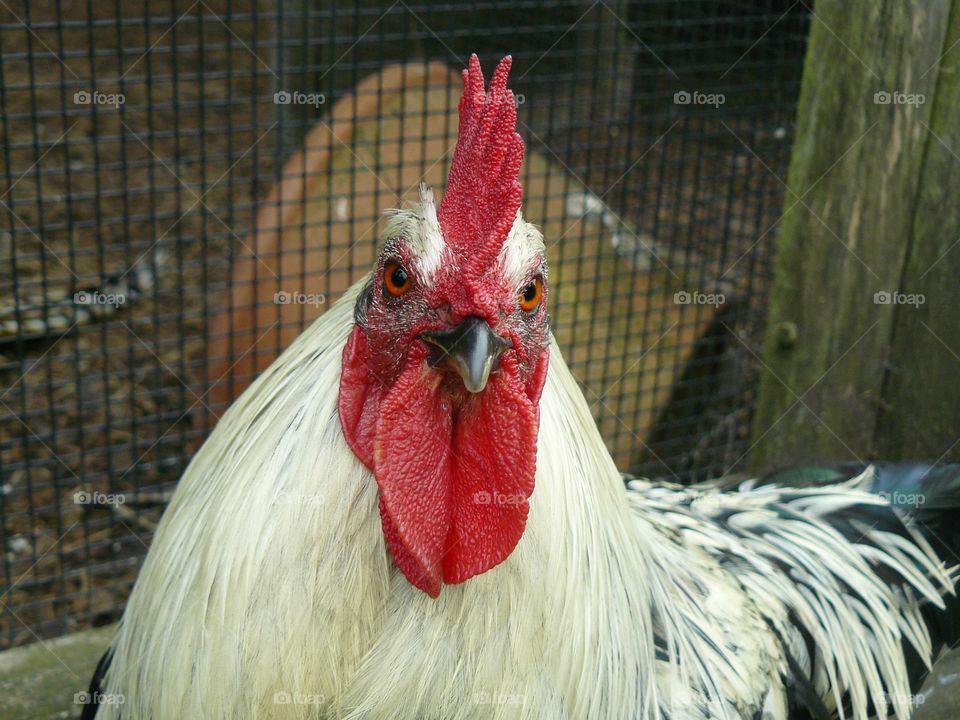 Angry Red Rooster Face - Male White Dorking Chicken