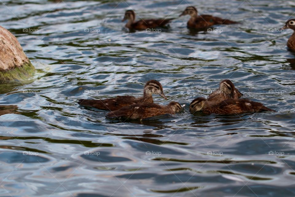 Ducks Frolicking 2