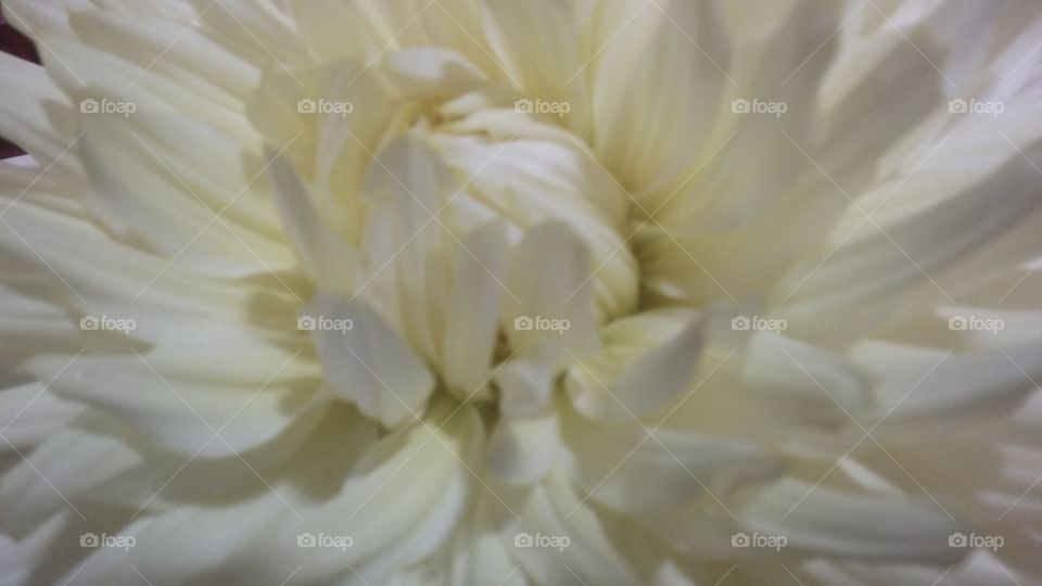 Grand White Dalia  Large closeup