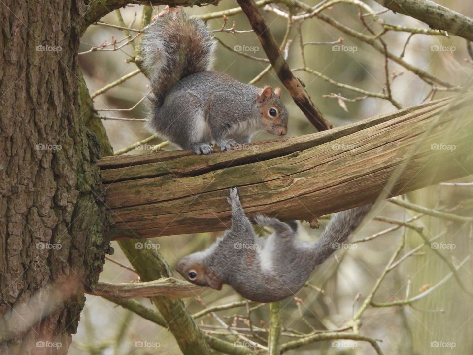 Squirrels on a tree