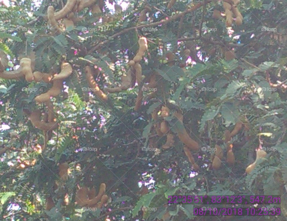 this is a very beautiful and useful trees of Imlii.