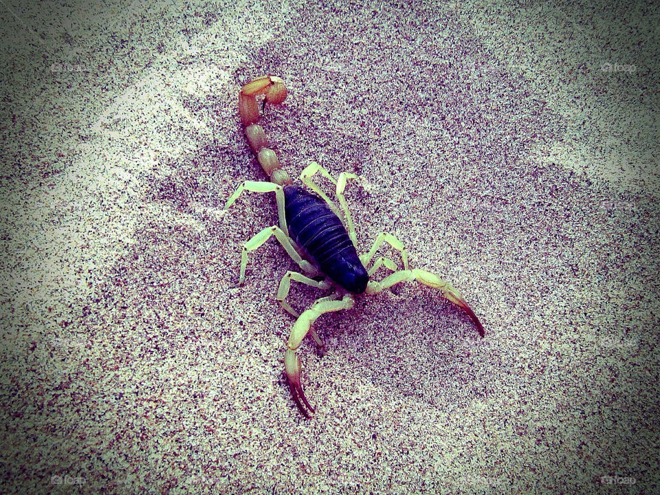 desert camping scorpion utah by kyleyates