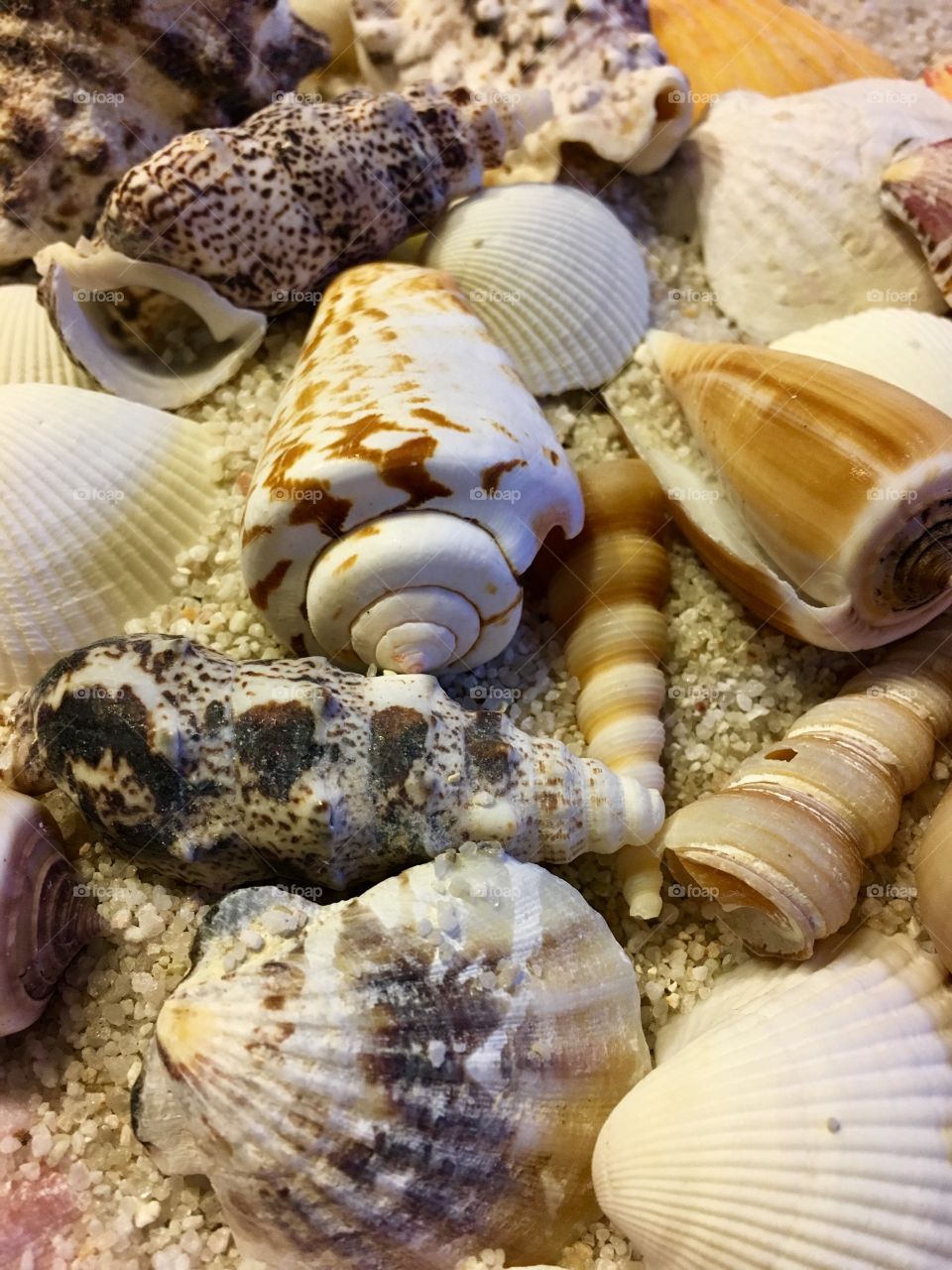 Varity of sea shells