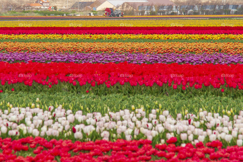Colorful flower fields in Holland