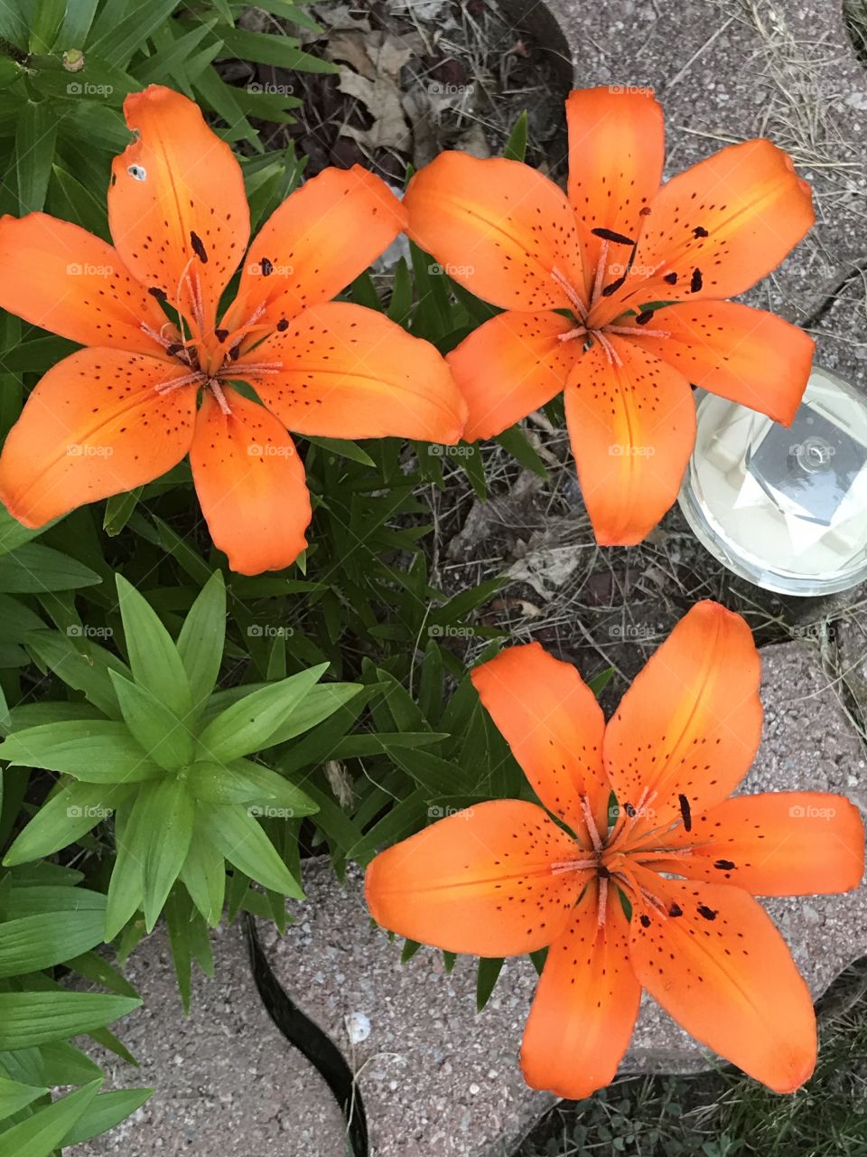 Tri-orange lilies
