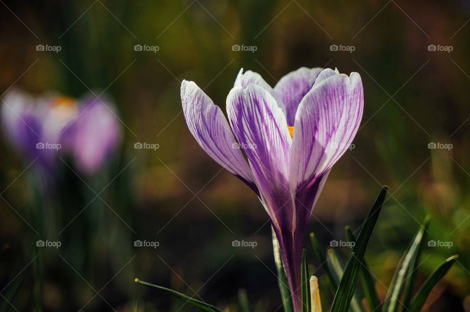 Crocus