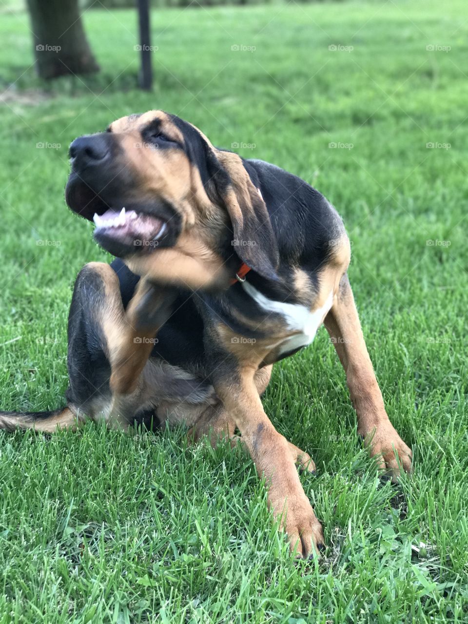 Itchy itchy! Bloodhound