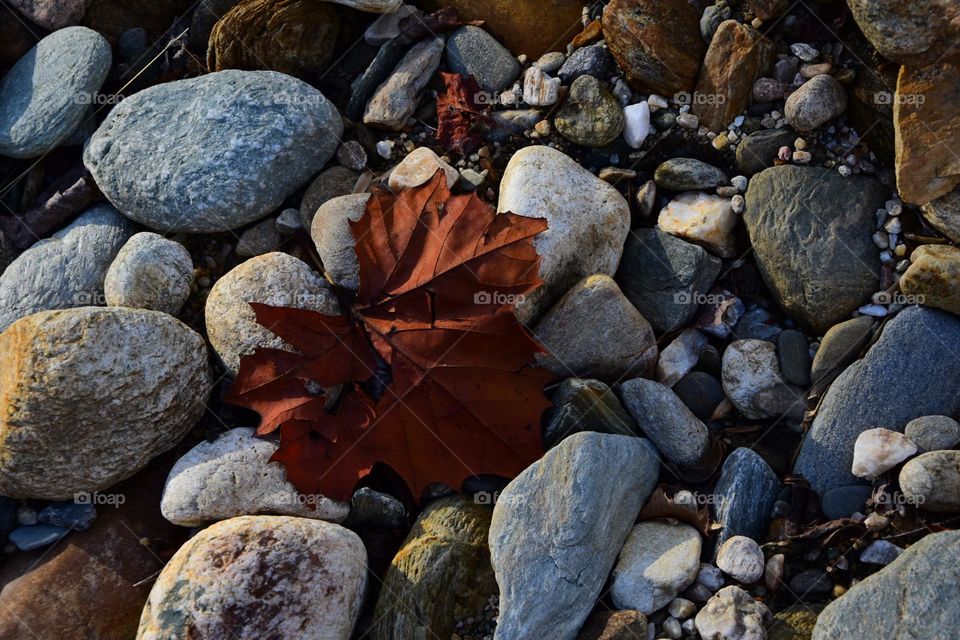 Falling leaves by the river