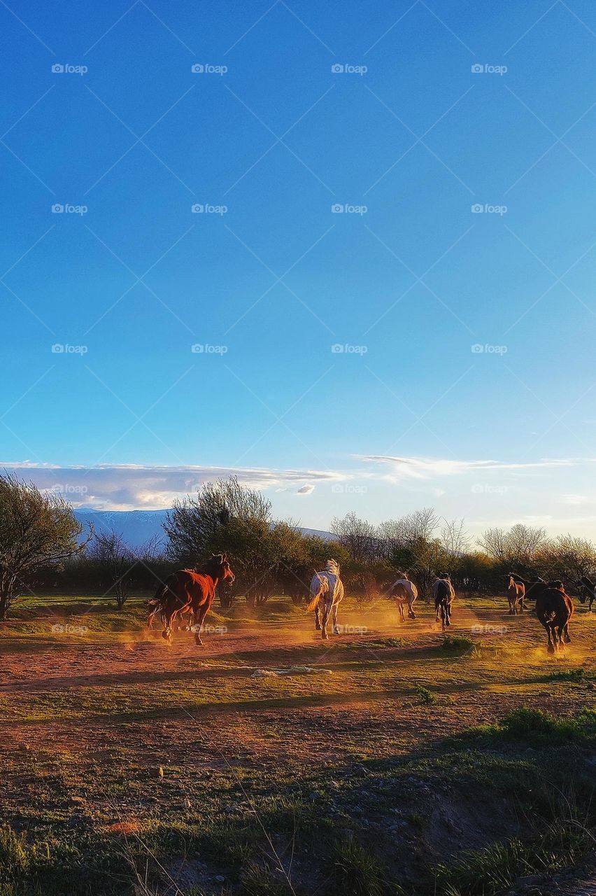 An amazing photograph capturing horses running through a field in the spring with dust in the air from their hooves and beautiful blue skys above them
