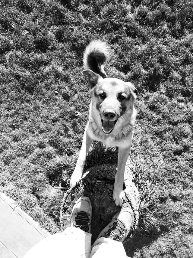 German shepherd