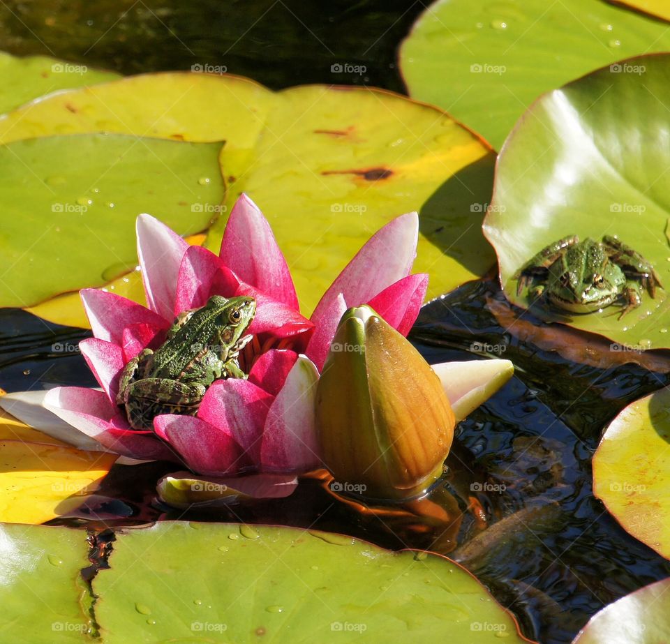 Frog on water lily in pond