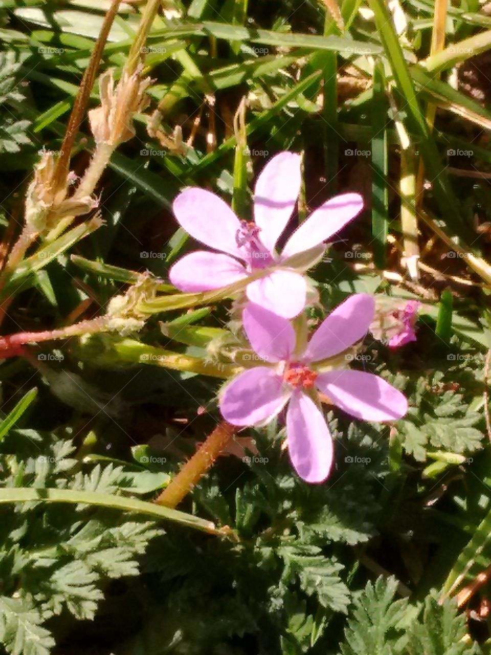 purple wild flowers
