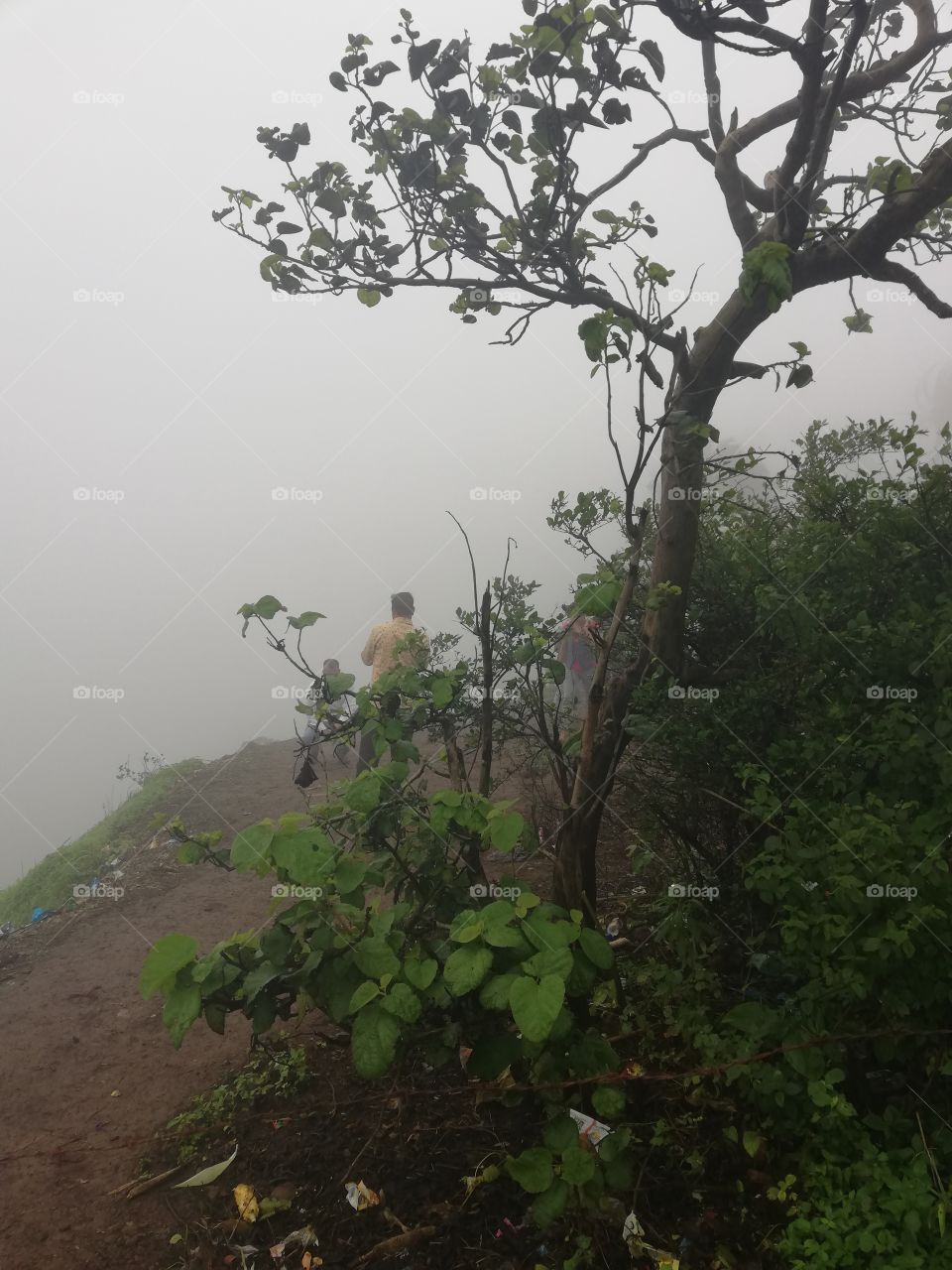 Beautiful nature view with fog