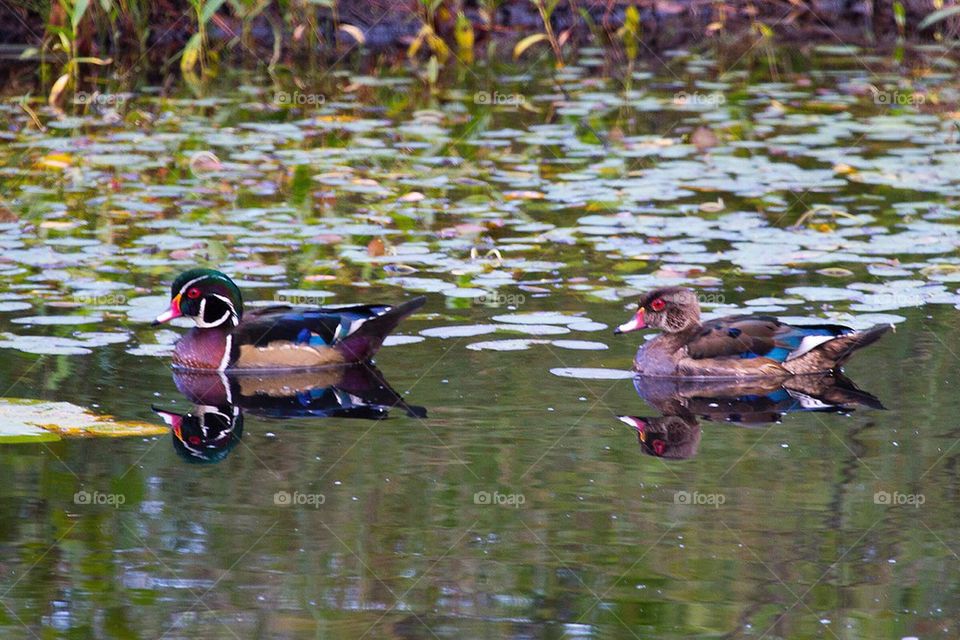Wood ducks