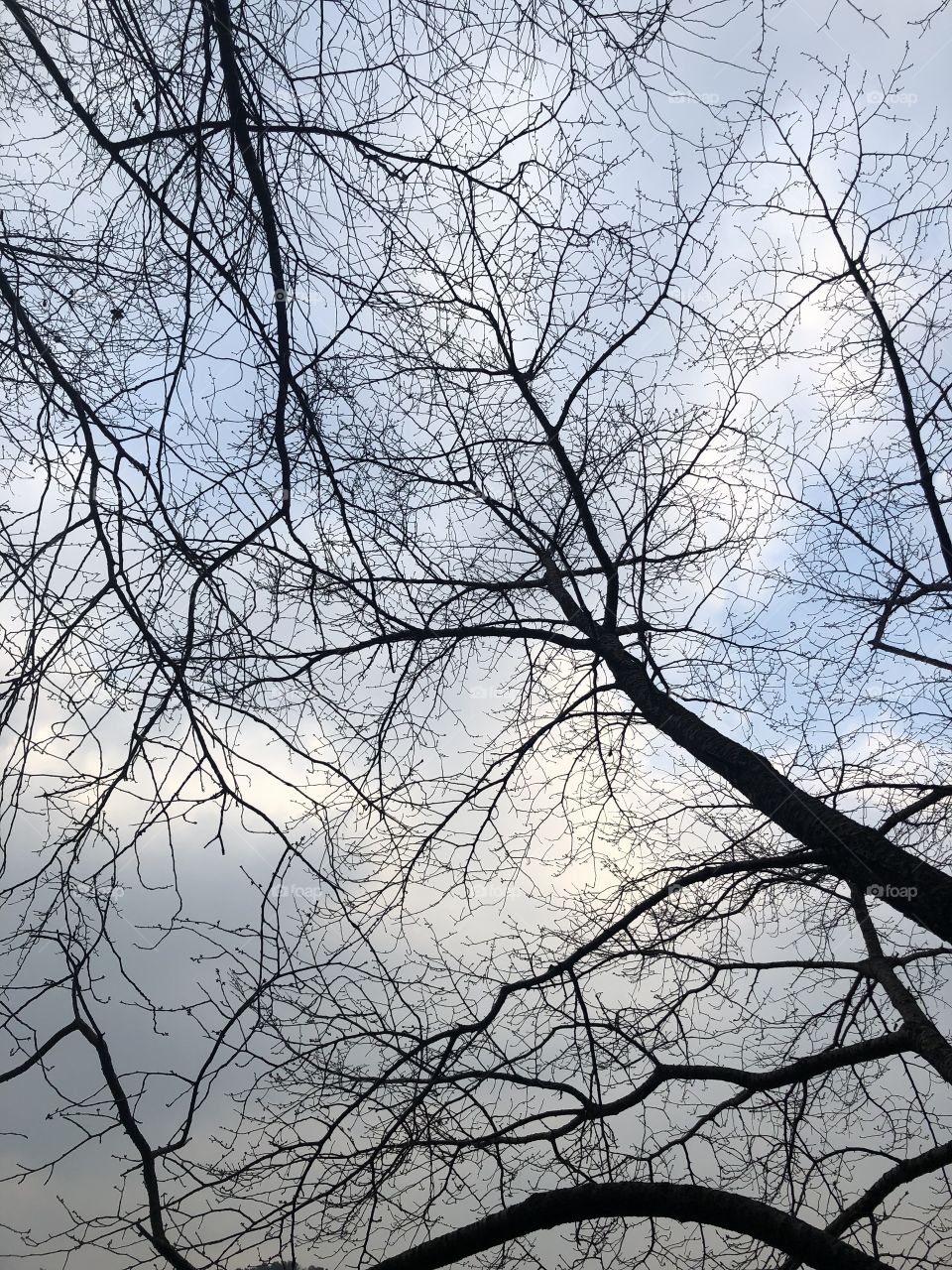 The trees usually lose their leaves in the fall. Prepare for the coming winter