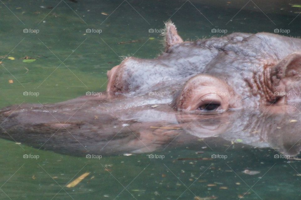 Hippo