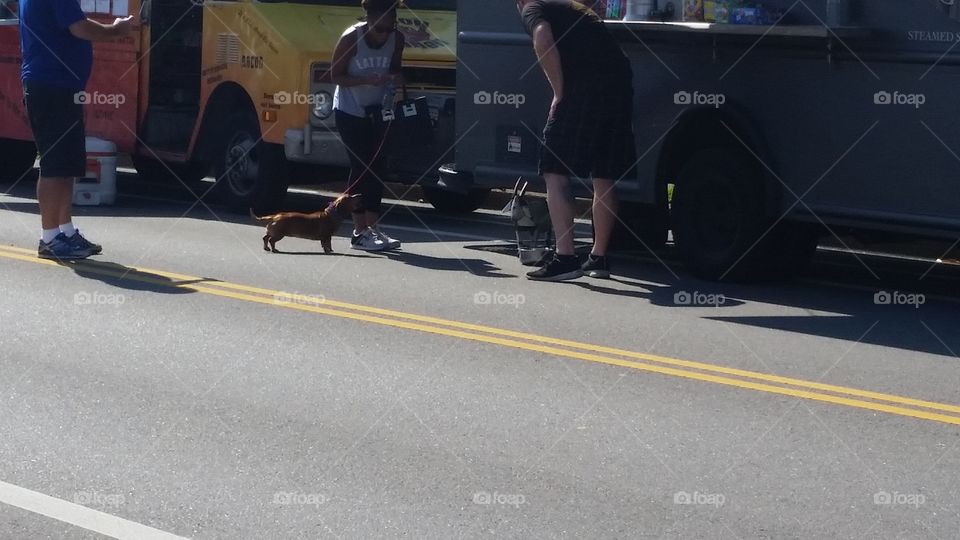 Dog barking at goat statue