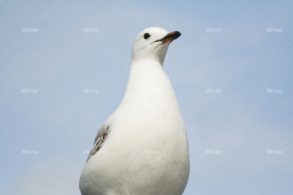 Portrait of a seagull 