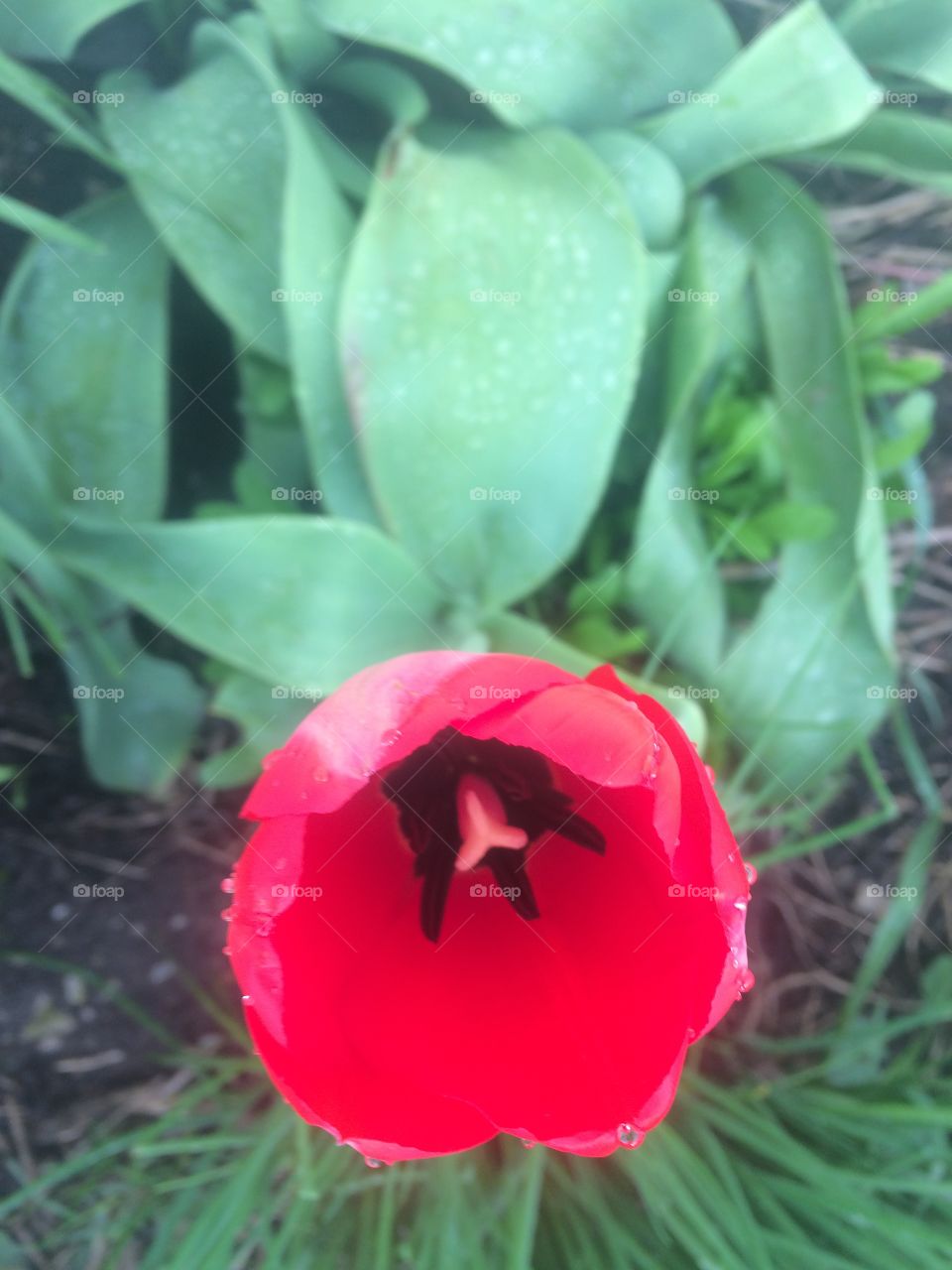 Tulip Cup