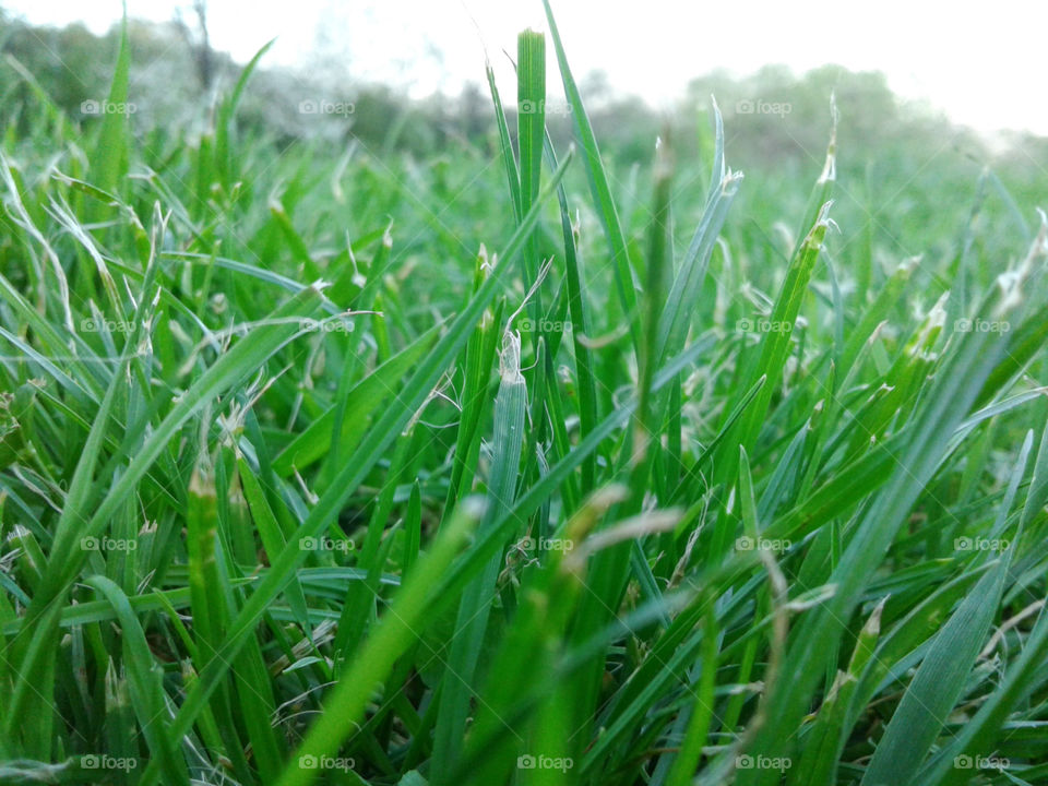 Green grass right in front ofy house.It's gorgeous,right?