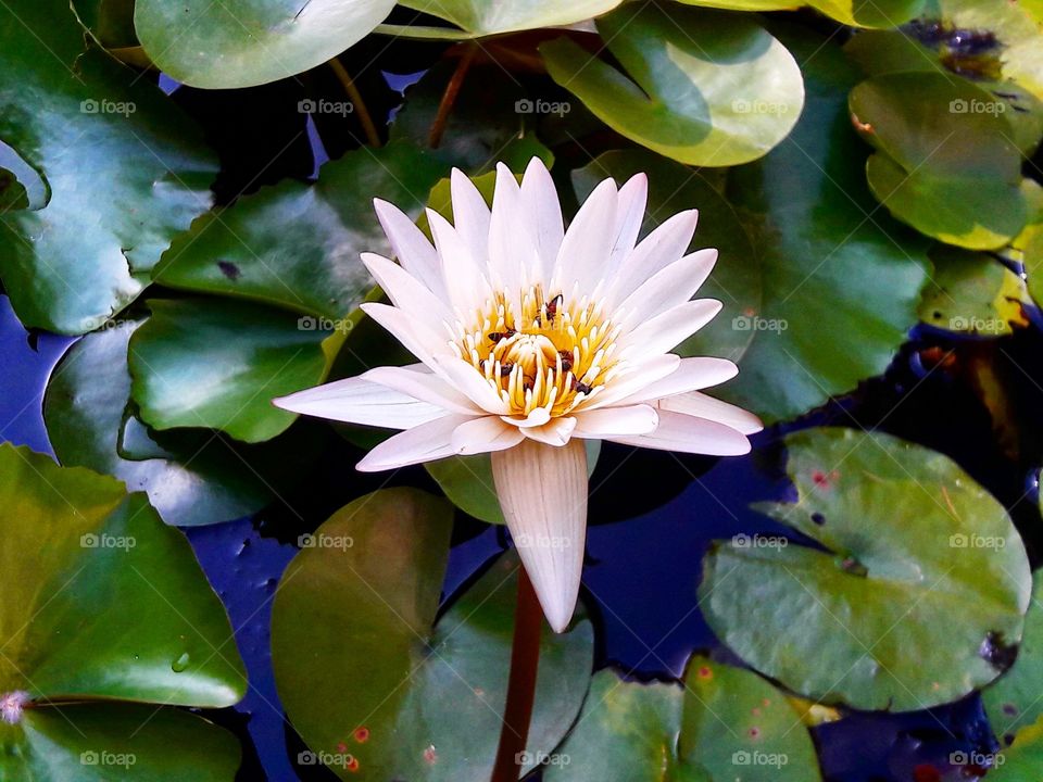 Lotus Flower with bees