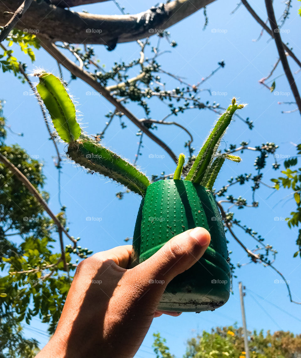 Cactus do nordeste brasileiro!🇧🇷