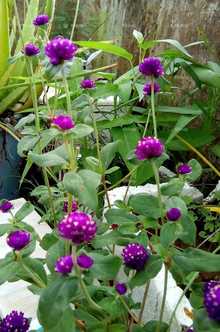 gorgeous pink flower